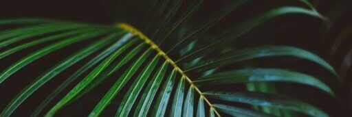 fronds, green, leaves-1869757.jpg